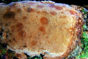 Langsporige korstvuurzwam Phellinus ferreus